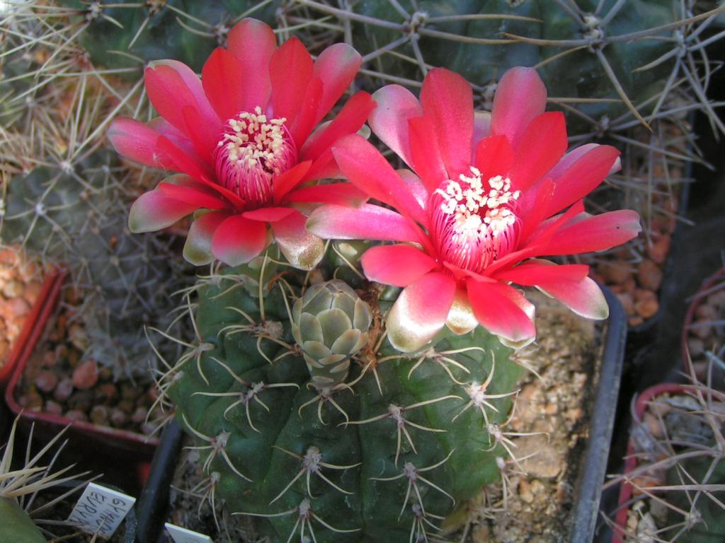 Gymnocalycium baldianum